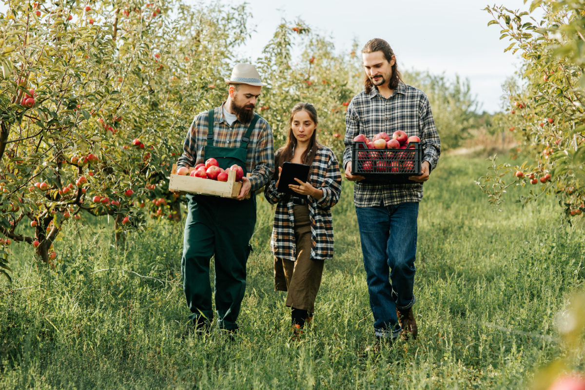Bloom Magic: Pollination in European Apple Orchards